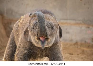 2,482 Elephant Calf Playing Images, Stock Photos & Vectors | Shutterstock