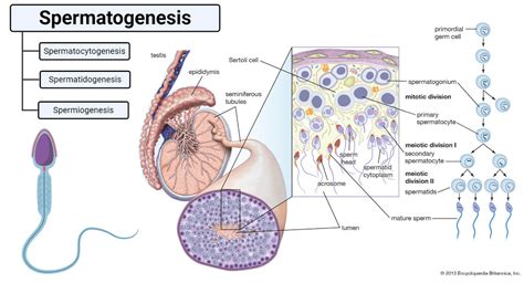 Spermatogenesis- Definition, Stages and Process with figure