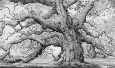 Oak tree drawings, Oak tree tattoo, Tree drawing