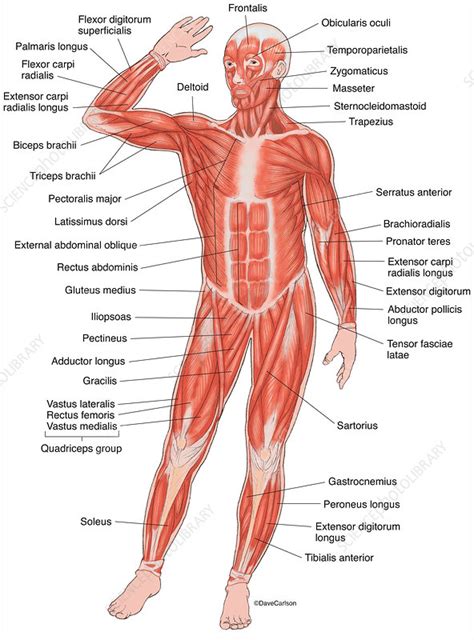 delay Skyscraper gene muscles of the body Posters light bulb Sway