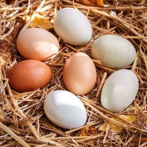 Backyard Chicken Eggs vs. Store-Bought Eggs