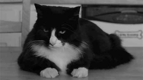 Henri le Chat Noir bids us "Oh, revoir" / Boing Boing