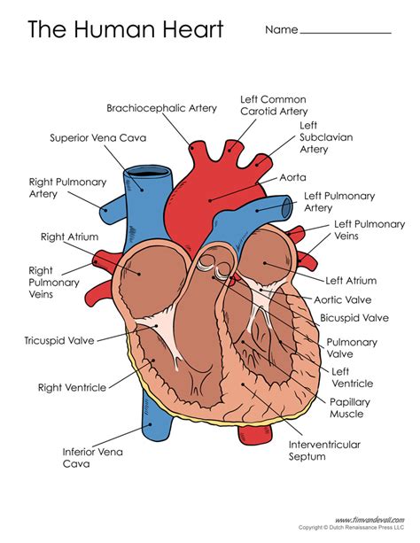 human-heart-diagram - Tim's Printables