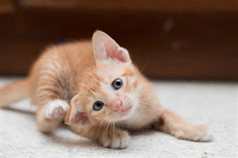 Sarcoptic Mange in Cats | Small Door Veterinary