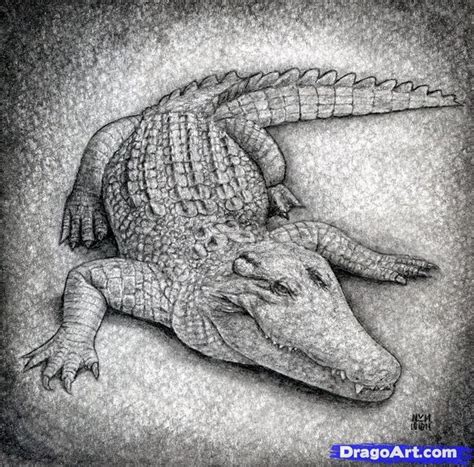 how to draw a crocodile | Guided drawing, Animal drawings, Drawings