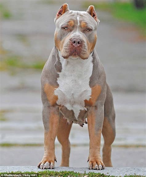 Why the American Bully XL ban might not work: Experts warn dogs are impossible ... trends now