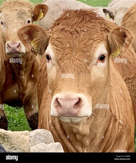 Beautiful brown jersey cow Stock Photo - Alamy