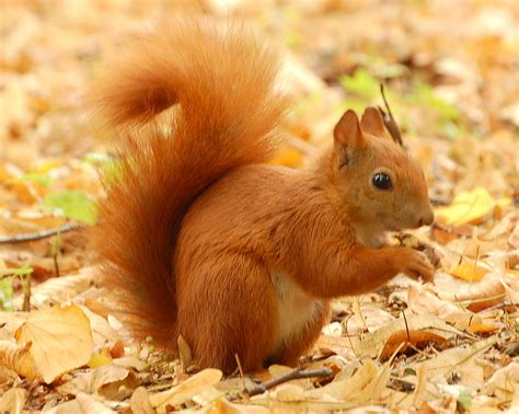 File:Red Squirrel - Lazienki.JPG - Wikimedia Commons