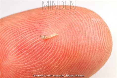 Minden Pictures Human Botfly Dermatobia Hominis First | Free Nude Porn Photos