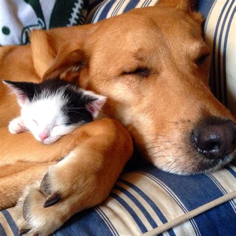 Proof that cats and dogs can be BFFs - Ontario SPCA and Humane Society