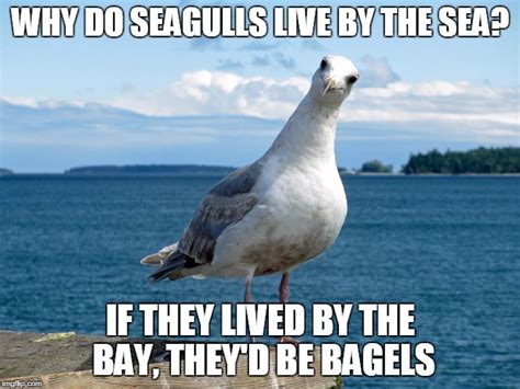 Sundays with Seagulls: Top 10 Seagull Memes – Rebecca Cantrell | New ...