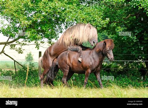 Islandpferd, Hengst und Stute, Paarung / Gestüt Pferd Stockfoto, Bild ...