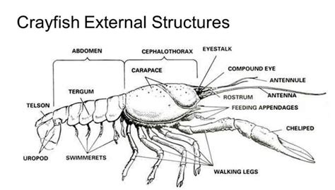 Crayfish External Structure Anatomy | Anatomy, Crayfish, Anatomy study