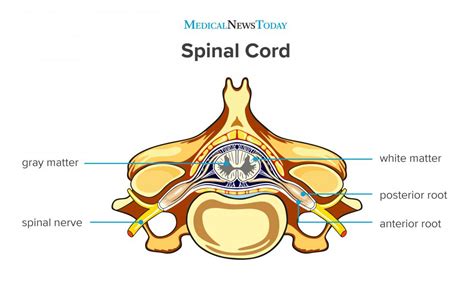 Spinal cord: Anatomy, functions, and injuries