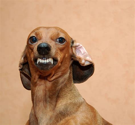 Funny Dog Smiling Teeth