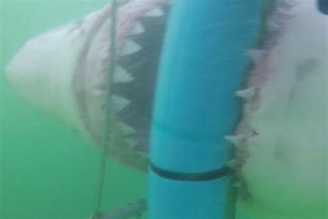 Watch: Great white shark attacks cage with diver inside - UPI.com