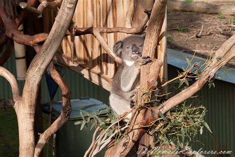 A day trip to the Phillip Island Wildlife Park | The Nomadic Explorers | Australian Travel Blog