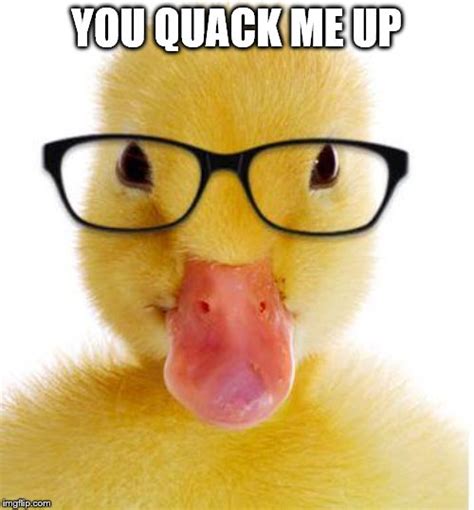 Hipster Duck - Imgflip