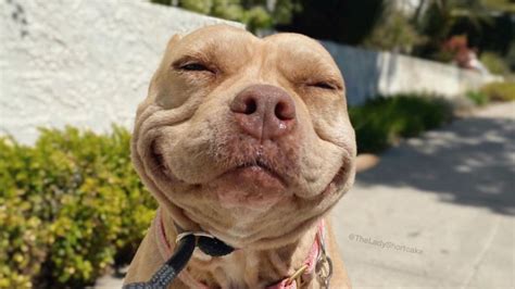 Is this Pit Bull the world's happiest dog? | PetsRadar