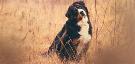 Bernese Mountain Dog Limping Front Leg: Here’s Why And What To Do ...