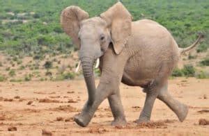 Volunteer in South Africa - African Elephant Conservation and Research