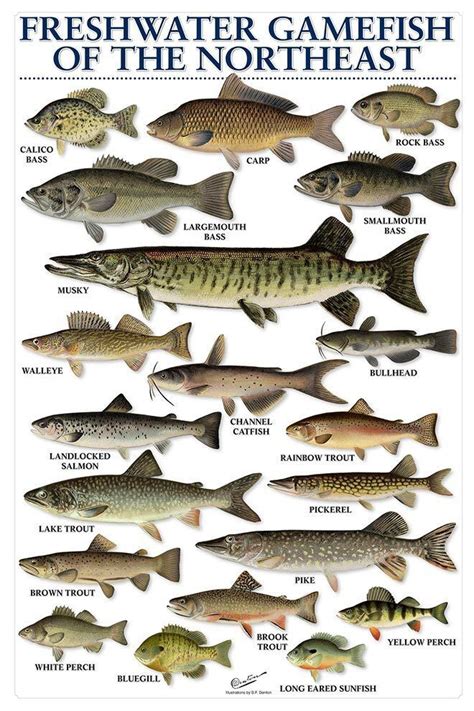 Freshwater Gamefish of the Northeast - My blog dezdemon-exoticfish.space | Fish chart, Fish ...