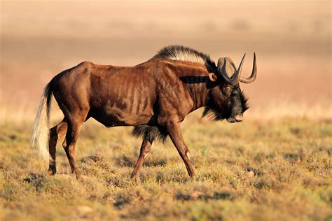 Big Black Animals With Horns