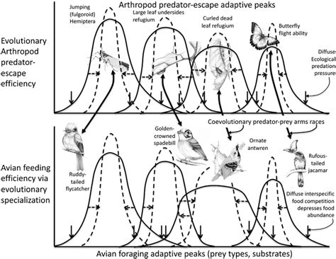 Coupled evolution of stronger arthropod antipredator adaptations and ...