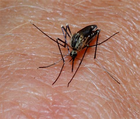 How Long After Mosquito Bite Dengue (And Why)?