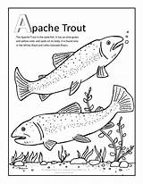 Apache Trout Coloring Page sketch template