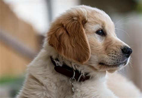 Man Shares 5 Things His Golden Retriever Taught His Puppy and It's ...