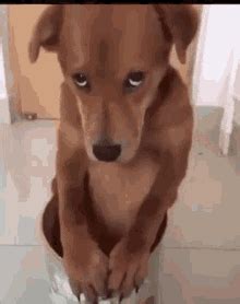 Sad Dog GIFs | Tenor