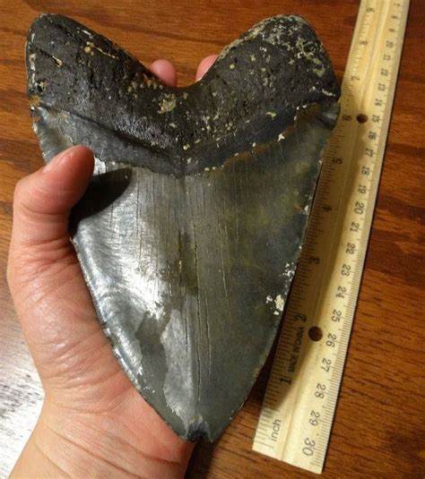 SHARK TOOTH DISCOVERY: What a find! A trained diver discovered this nearly 7-inch long ...