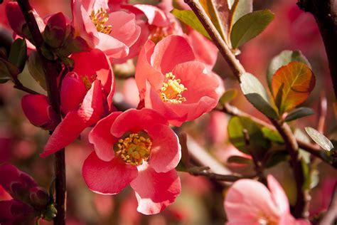 Free Images : nature, branch, blossom, petal, spring, produce, botany, pink, flora, red flower ...
