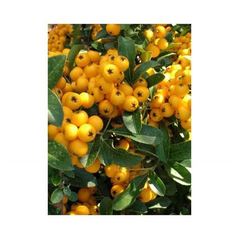 Varities of Pyracantha Firethorn - Tips and Advice - Care and planting | pyracantha.co.uk