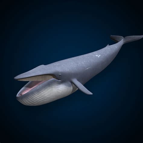 blue animation 3d max | Animation, Blue, Whale