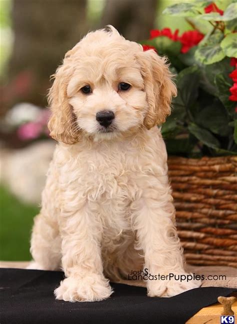 [12+] 4 Months Old Premium Cockapoo S Dog Puppy For Sale Or Adoption ...