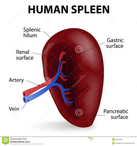 Diagram Of Spleen Location . Diagram Of Spleen Location Human Spleen Diagram Essentials Awesome ...