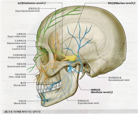 「zygomaticofacial nerve」的圖片搜尋結果 | Maxillary nerve, Nerve, Anatomy