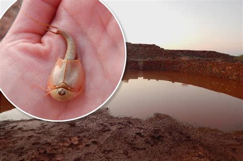 Hundreds of three-eyed 'dinosaur shrimp' surface in Arizona