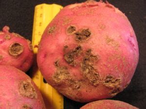 Scab of Potato | Purdue University Vegetable Crops Hotline