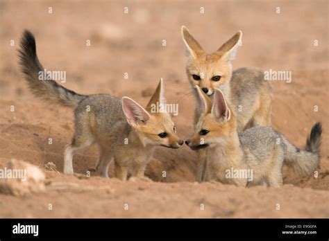 Cape fox pups hi-res stock photography and images - Alamy