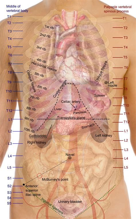 Diagram Of Human Organs With Rib Cage