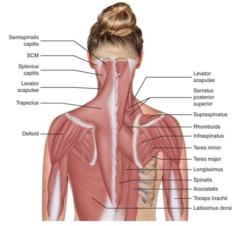 The Neck Muscles May Be Divided Into Four Major Structural Groups 1 Poster - Etsy