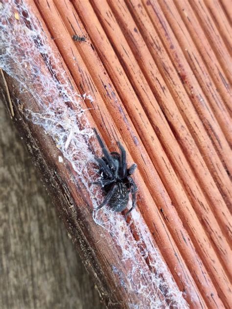 Black spider with funnel type web : r/spiderID
