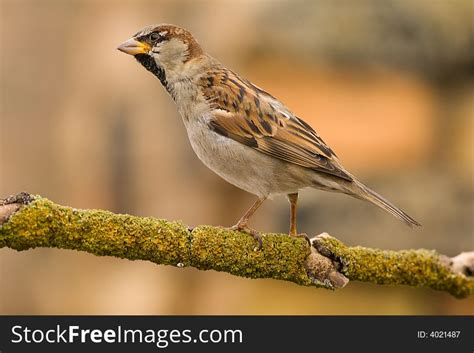 6+ Sparrow aka passer domesticus Free Stock Photos - StockFreeImages