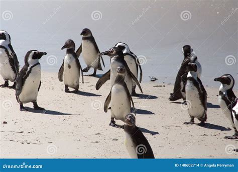 African penguin colony stock photo. Image of shore, bird - 140602714