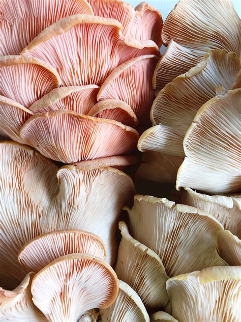 Pink Oyster Mushrooms by thefeedfeed | Quick & Easy Recipe | The Feedfeed