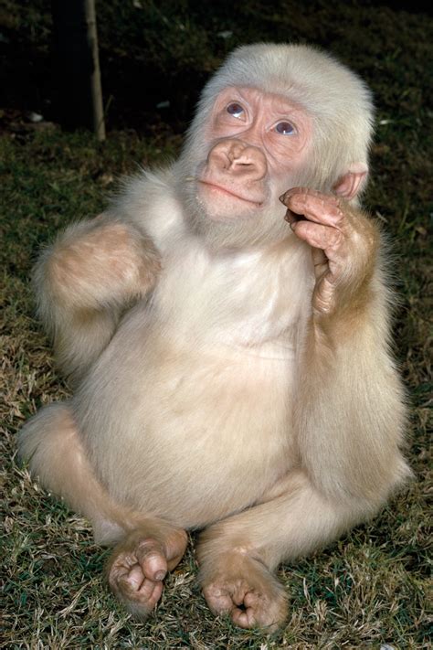 Albino Gorilla Was Result of Inbreeding