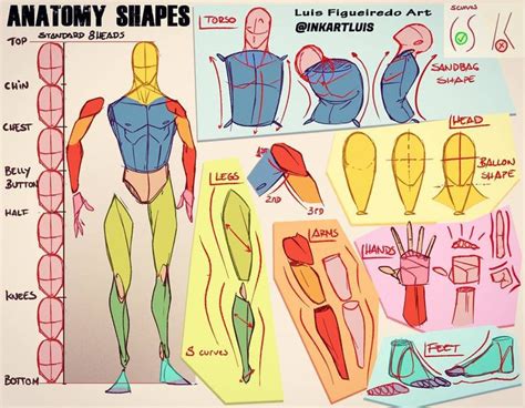 HOW TO DRAW ANATOMY basic shapes & practice! Example of the lessons I ...